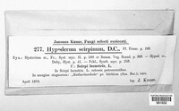 Hypoderma scirpinum image